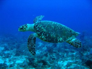 A hawksbill sea turtle, an endangered species