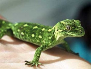 Gecko/new zealand govt photo