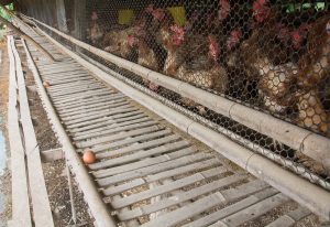 Smuggler Forced Guatemalan Children into Hard Labor at U.S. Chicken Factories