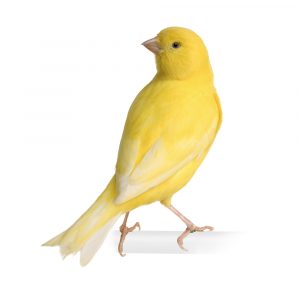 Yellow canary - Serinus canaria on its perch in front of a white background