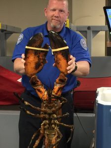 Giant lobster posted on the TSA's Twitter account. 
