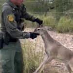Video Shows Border Patrol Agent Rescuing a Deer Stuck in a Fence